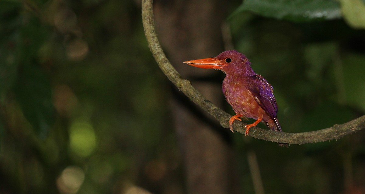 Ruddy Kingfisher - ML67838201