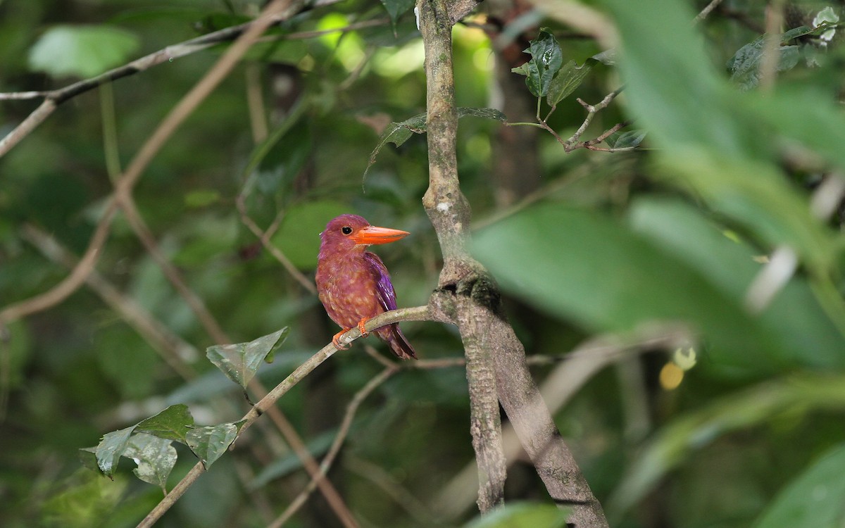 Ruddy Kingfisher - ML67838331