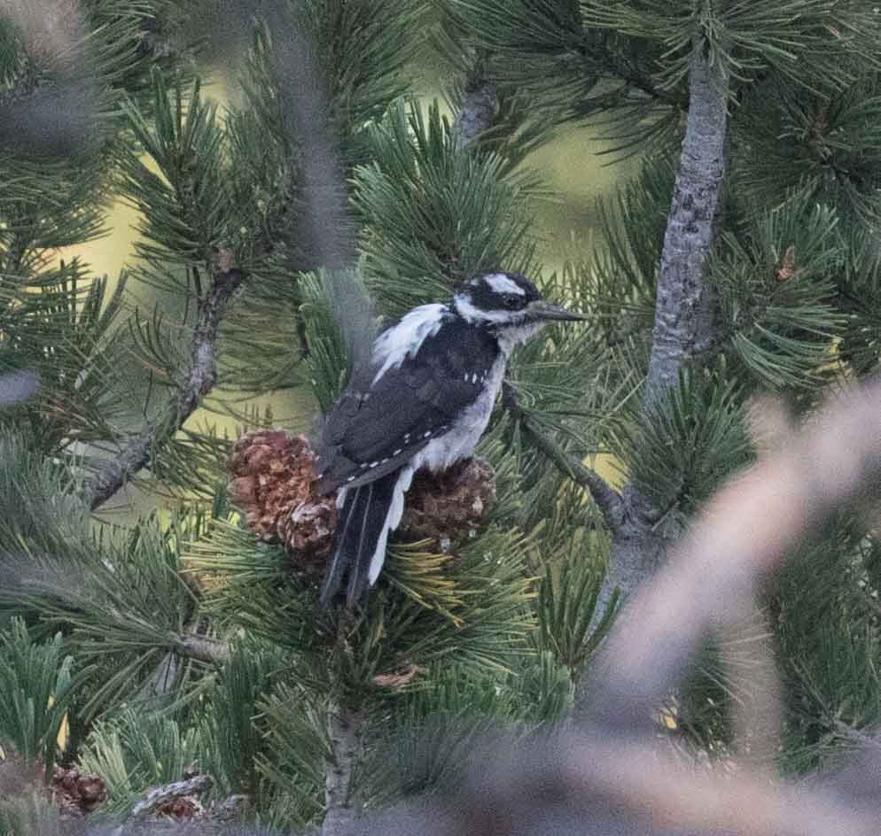 Hairy Woodpecker - ML67838961