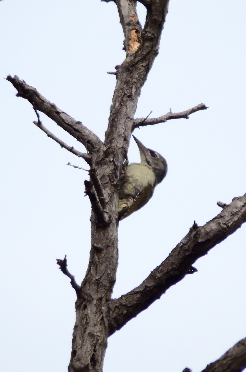 Буурал тоншуул - ML67840121