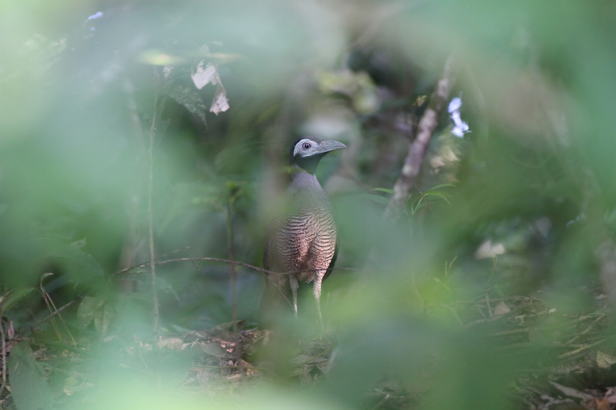 Bornean Ground-Cuckoo - Christoph Moning