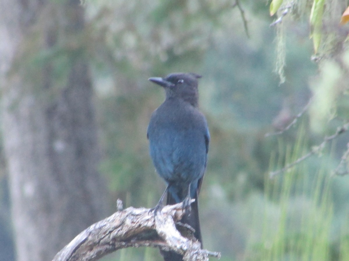 sojka Stellerova - ML67841591