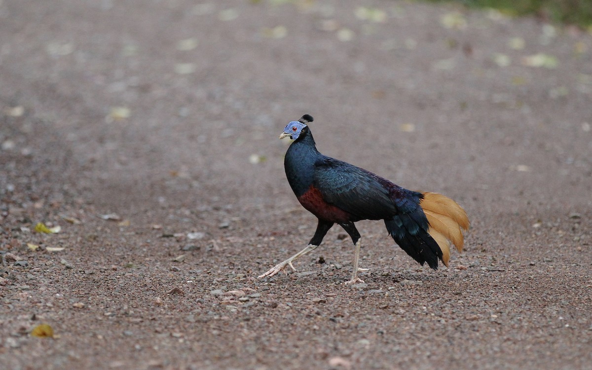 Bornean Crested Fireback - Christoph Moning