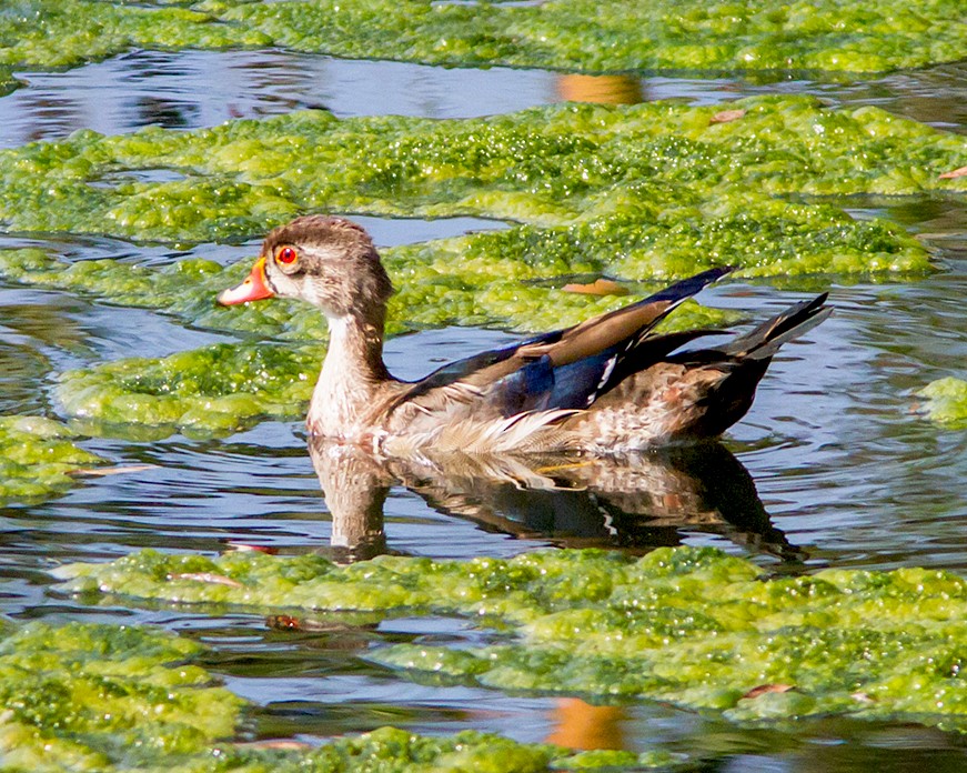 Wood Duck - ML67843701