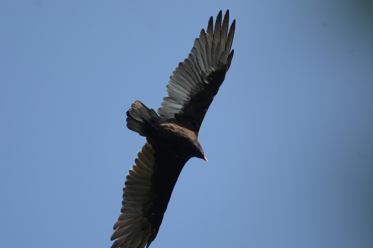 Turkey Vulture - ML67844611