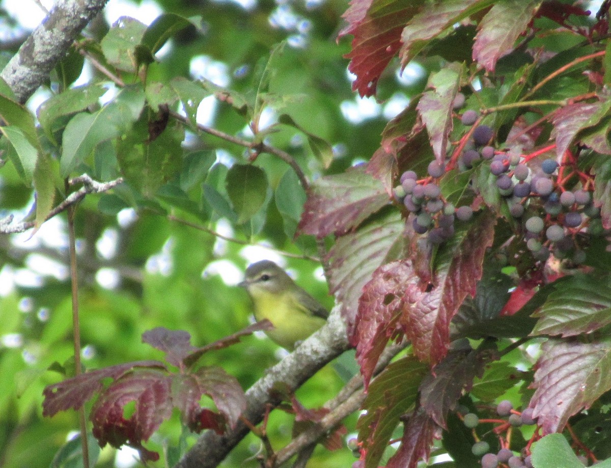 Philadelphia Vireo - ML67845171