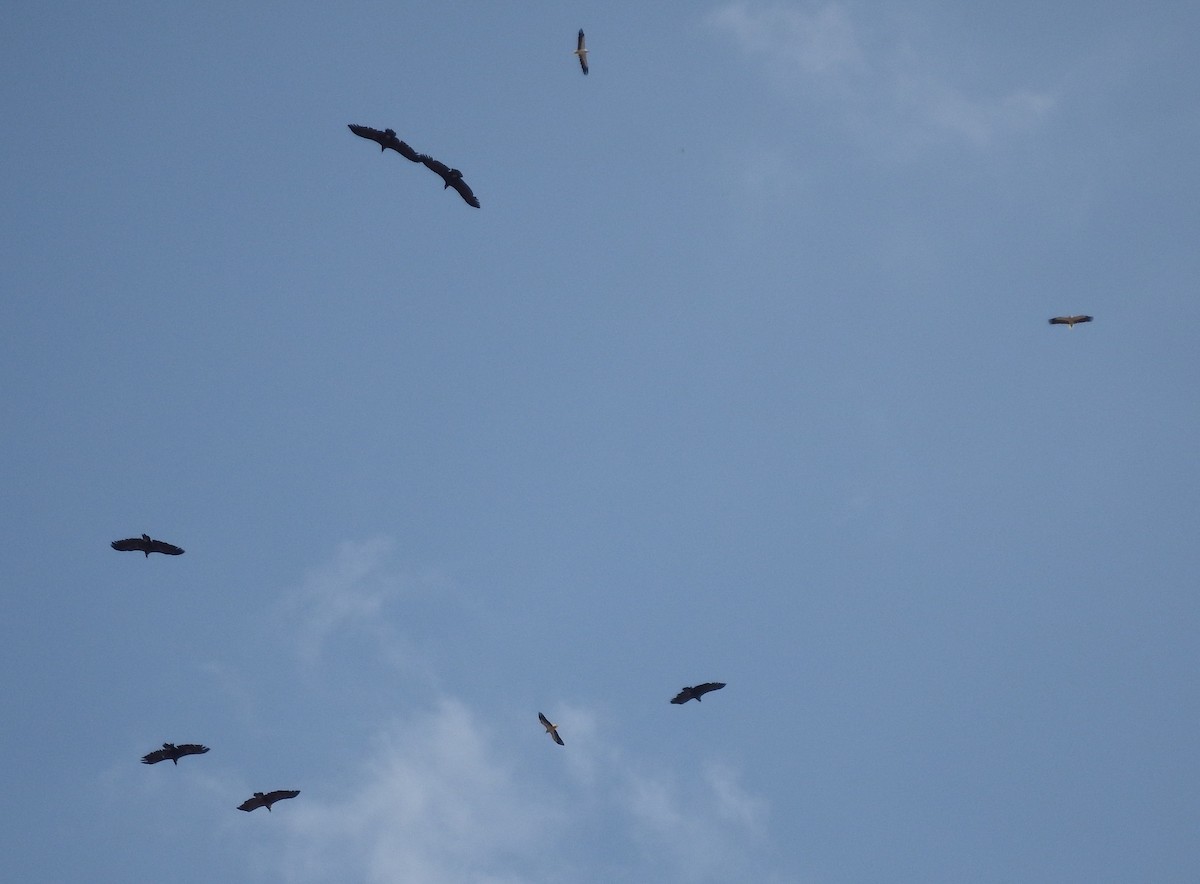 Нөмрөг тас - ML67846061