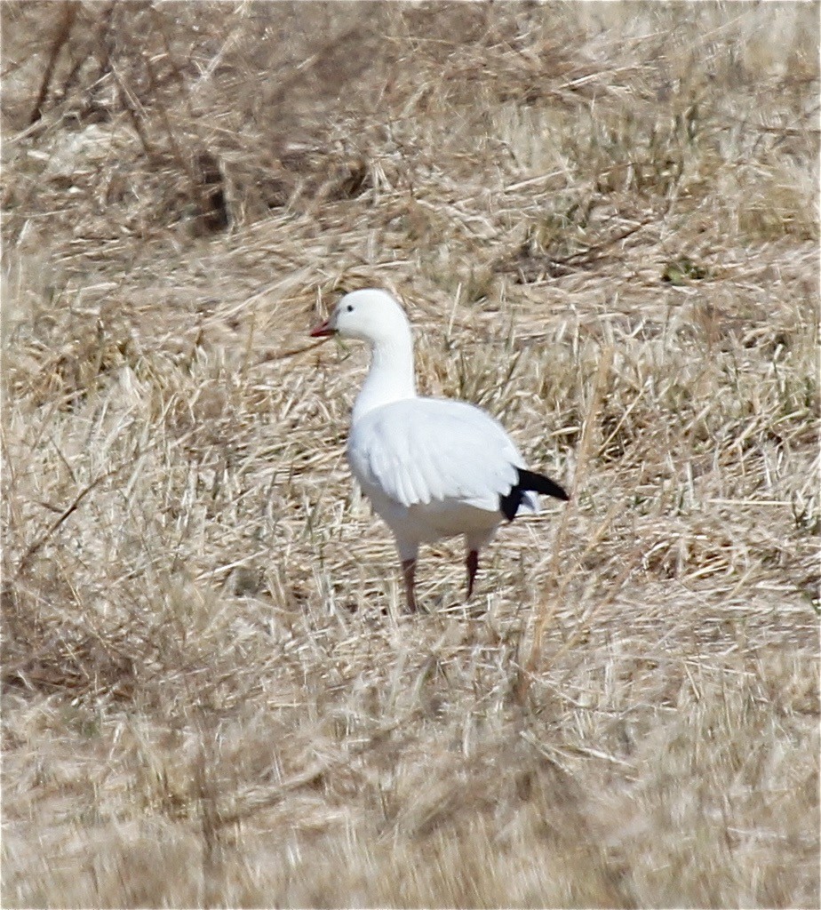 Ross's Goose - ML67847461