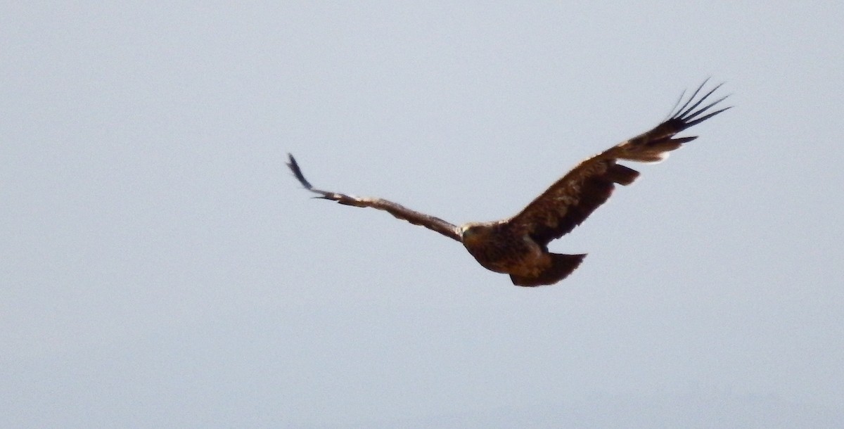 Хан бүргэд - ML67848311