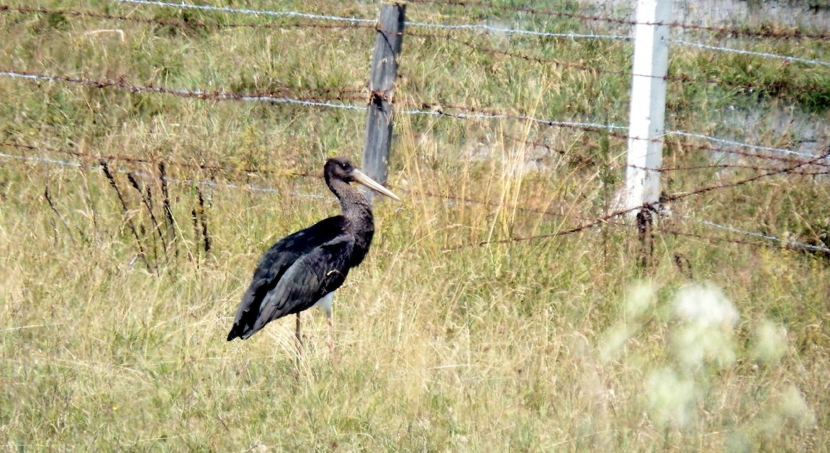 Хар өрөвтас - ML67849211