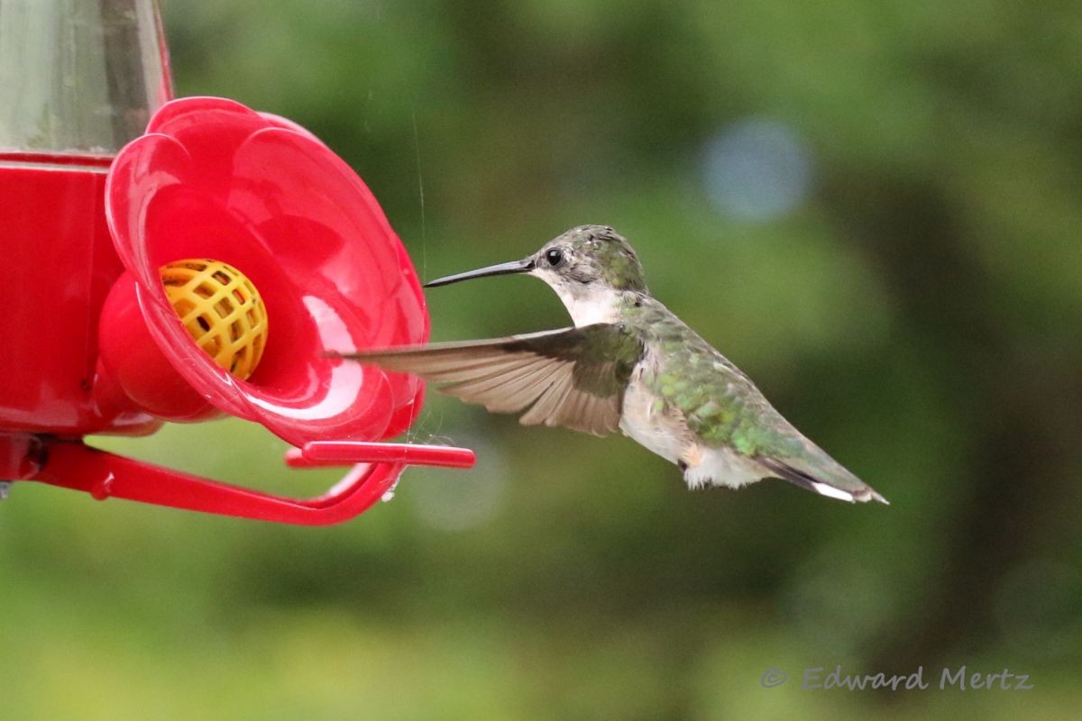 Ruby-throated Hummingbird - Edward Mertz