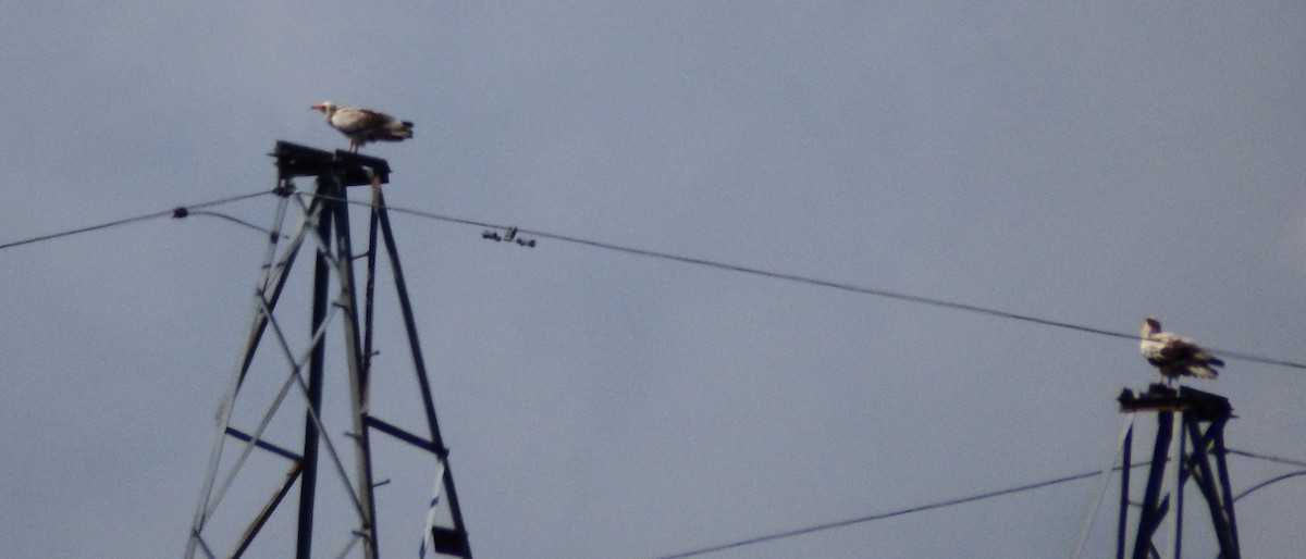 Дэлт ёл - ML67849771