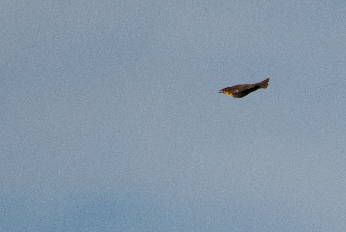 Yellow-headed Blackbird - ML67850061