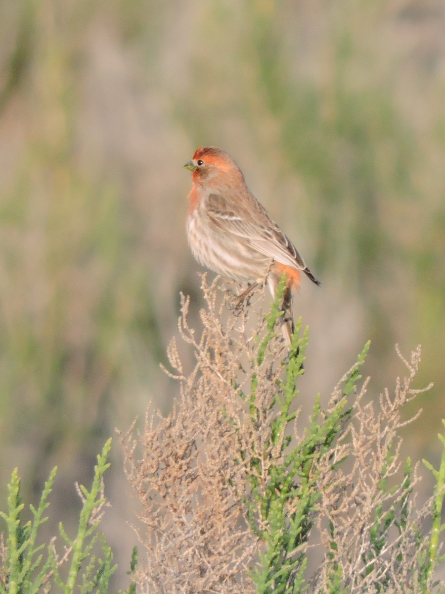 House Finch - Sara Masuda