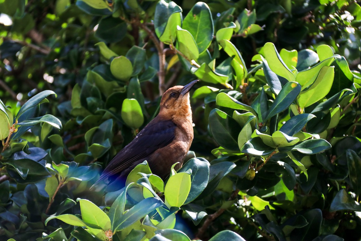 Boat-tailed Grackle - Carly Farley