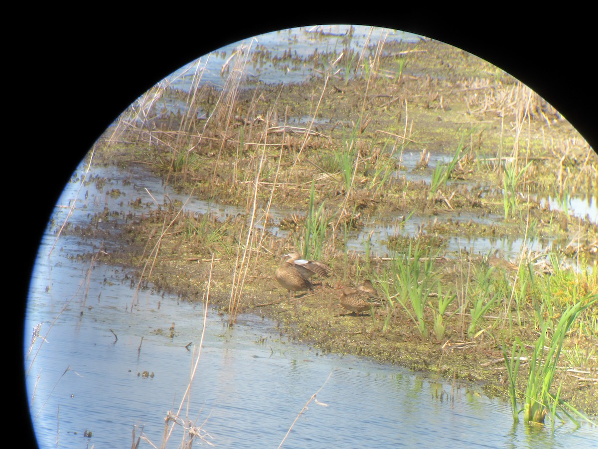 Blue-winged Teal - ML67852531