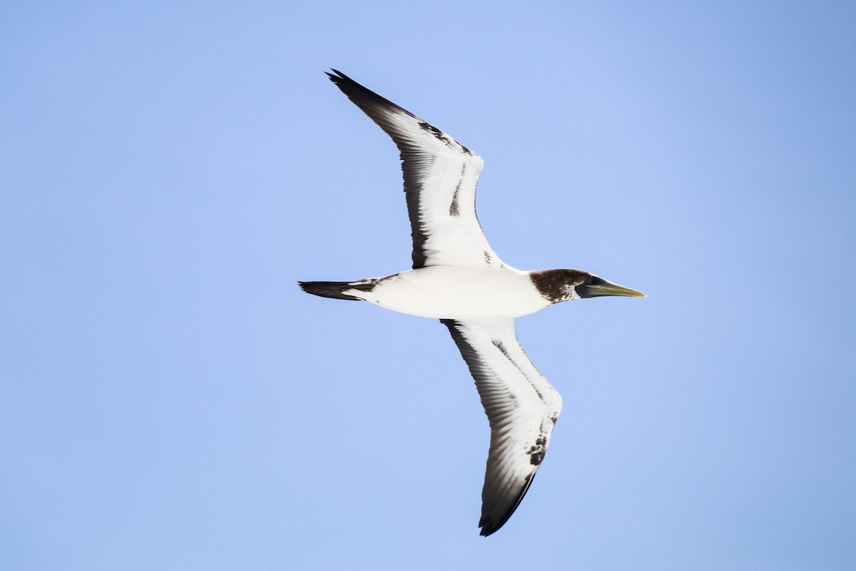 Masked Booby - Carly Farley