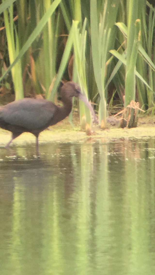 Glossy Ibis - Jeremy L. Hatt