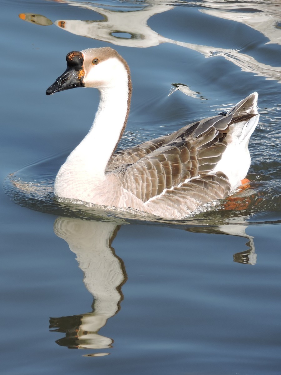 Swan Goose (Domestic type) - Sara Masuda