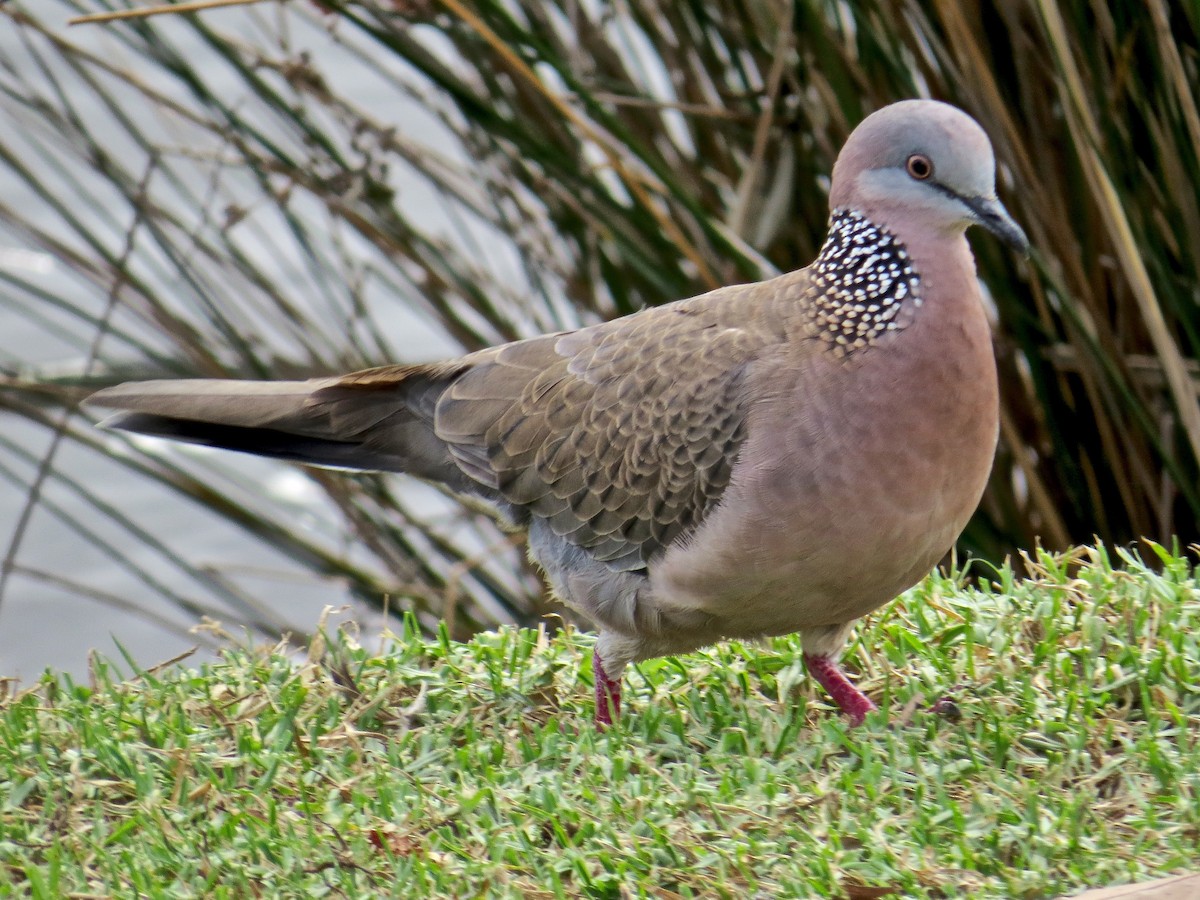 Spotted Dove - Kenneth Weaver