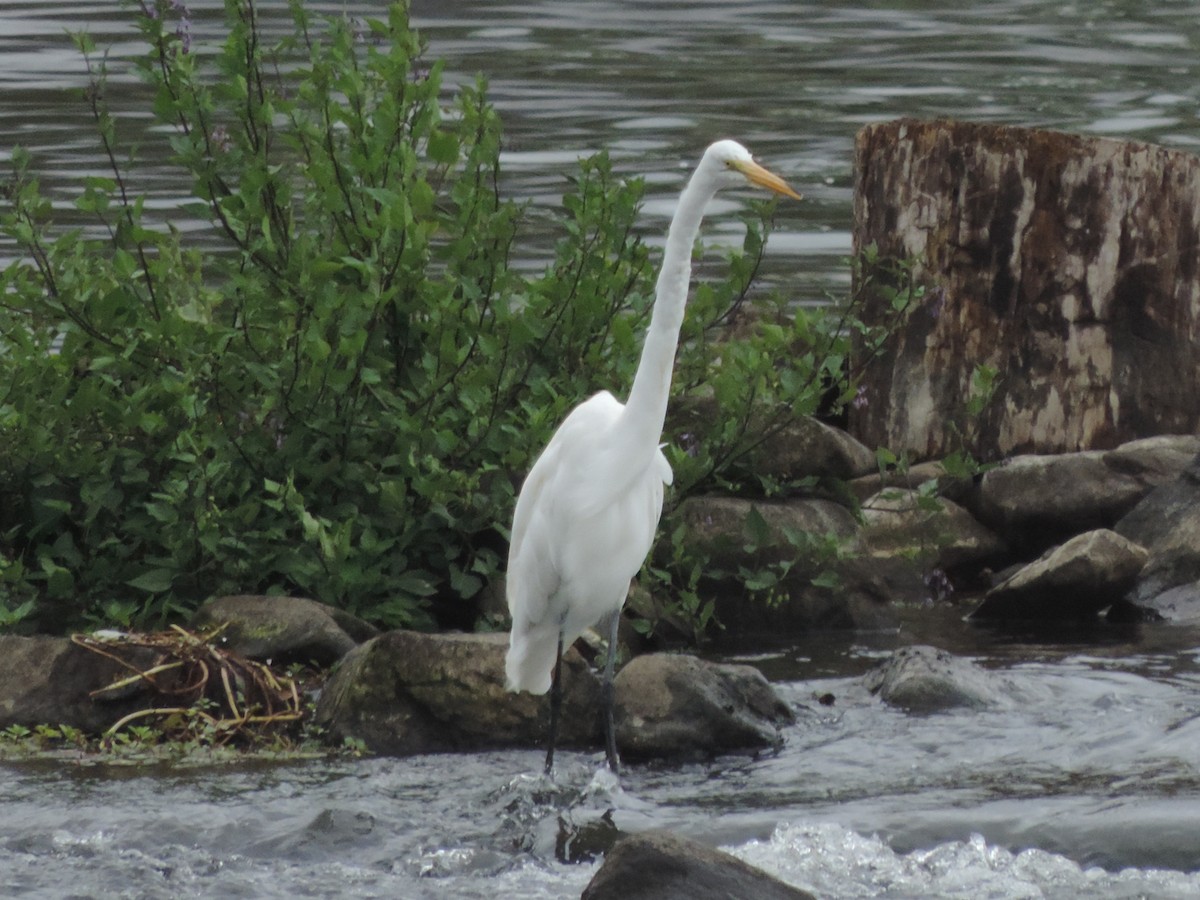 Great Egret - ML67860541