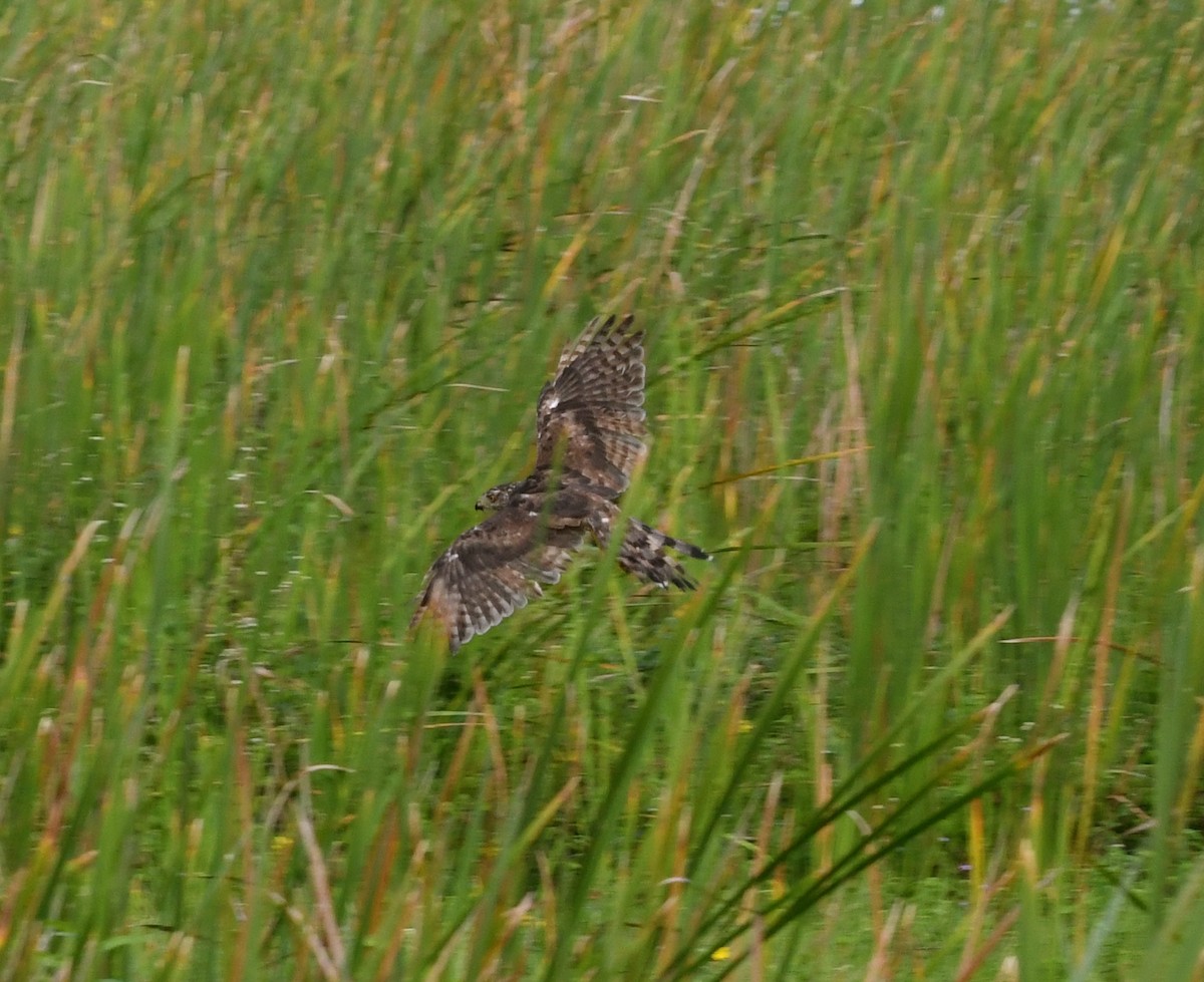 Cooper's Hawk - ML67860571