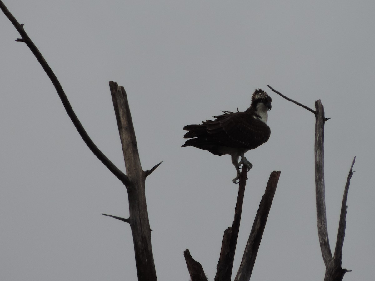 Águila Pescadora - ML67860581