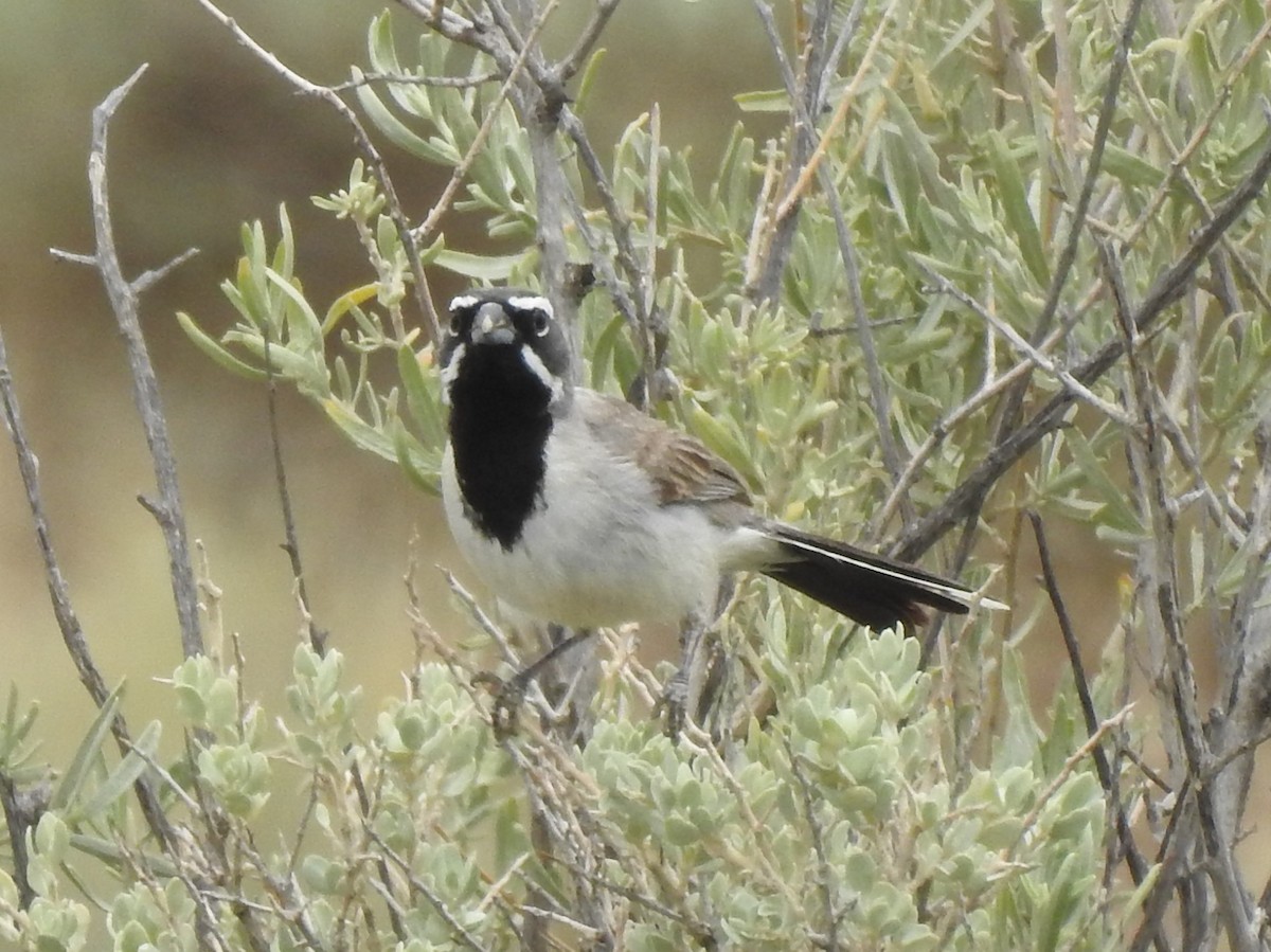 Black-throated Sparrow - ML67860921