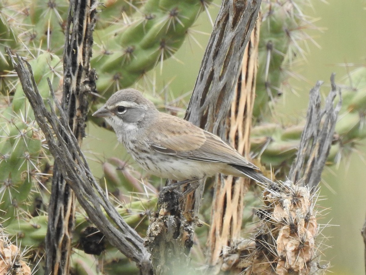 Black-throated Sparrow - ML67860931