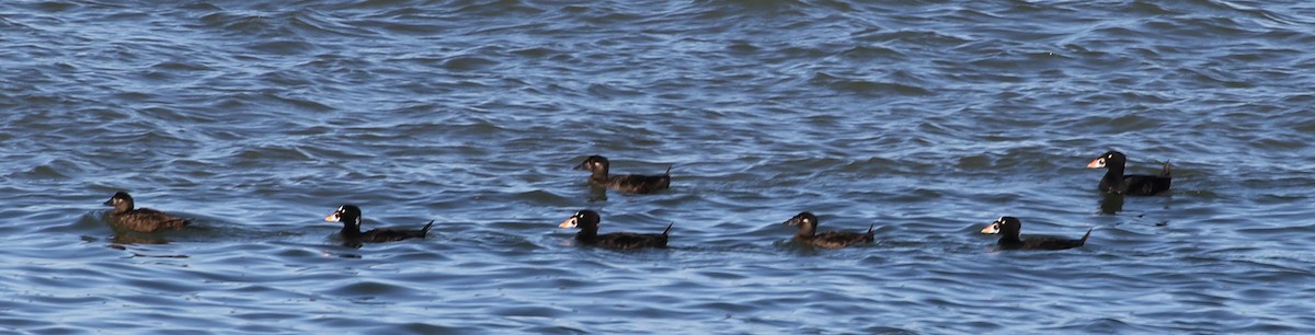 Surf Scoter - Mike Fung