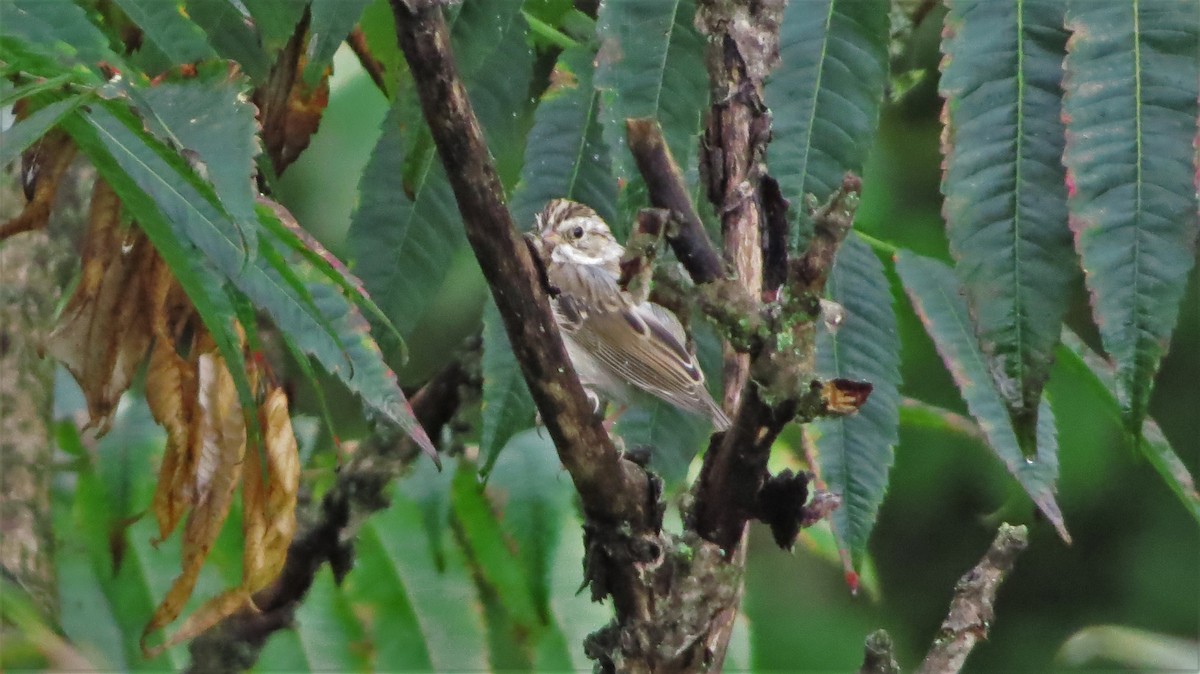 Clay-colored Sparrow - ML67863011