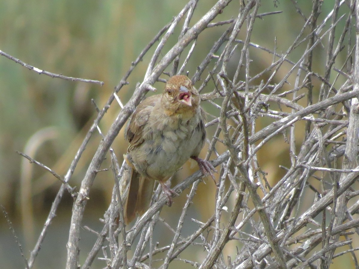 California Towhee - Alane Gray