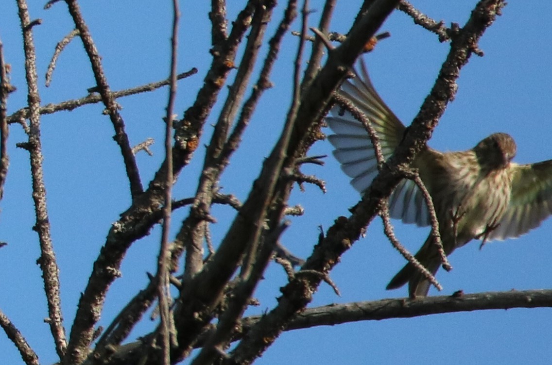 Pine Siskin - ML67863351