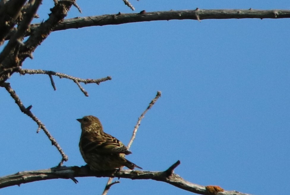 Pine Siskin - ML67863361