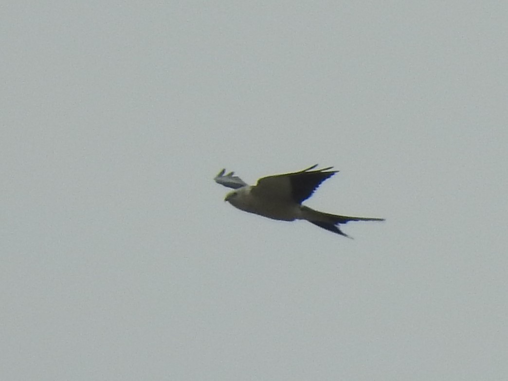 Swallow-tailed Kite - ML67864331