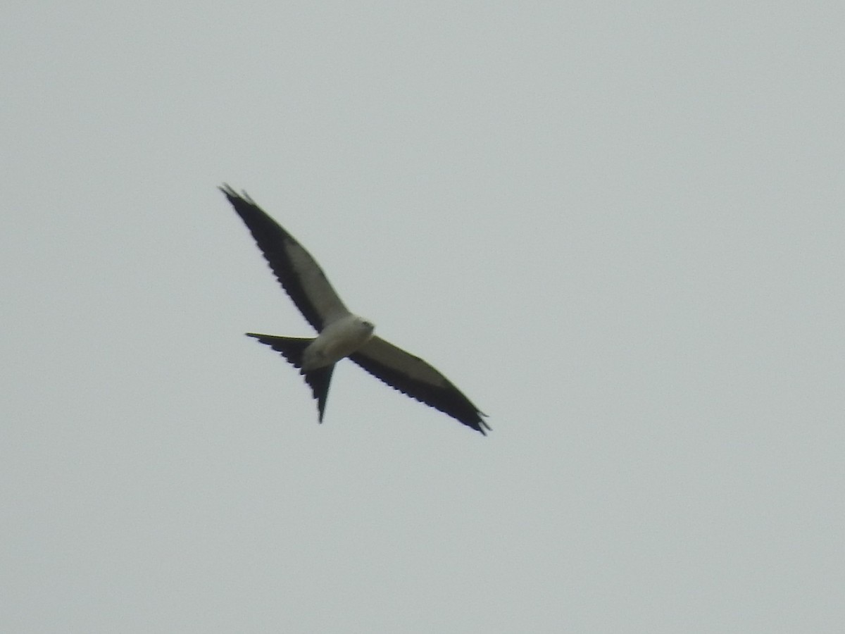 Swallow-tailed Kite - ML67864341