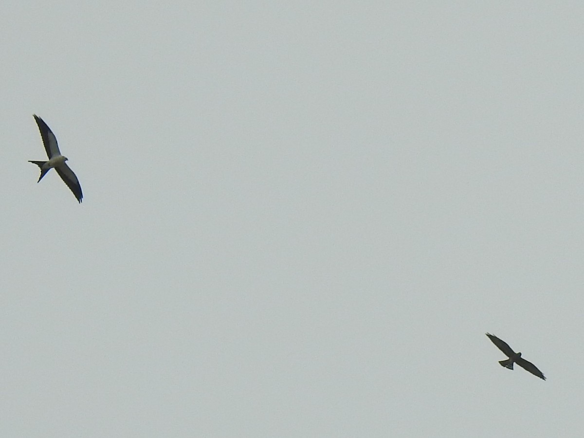 Swallow-tailed Kite - ML67864391