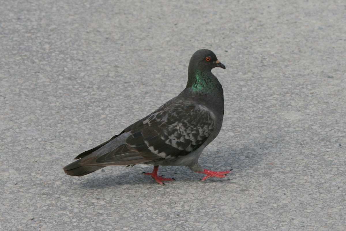 Rock Pigeon (Feral Pigeon) - Plamen Peychev