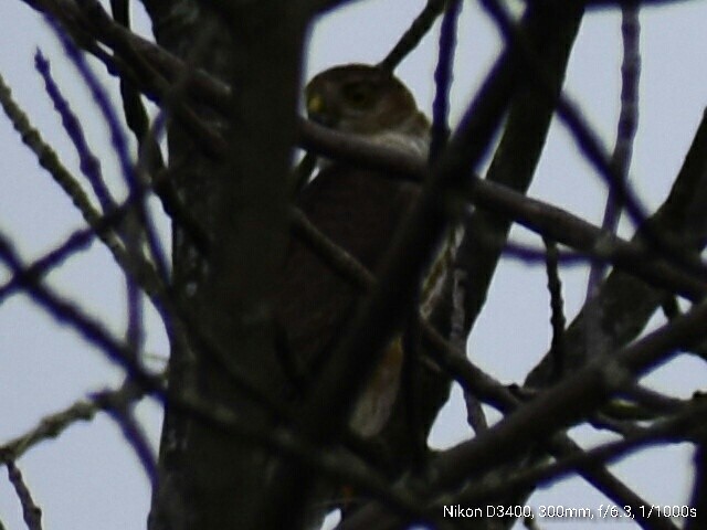 Red-tailed Hawk - ML67867111