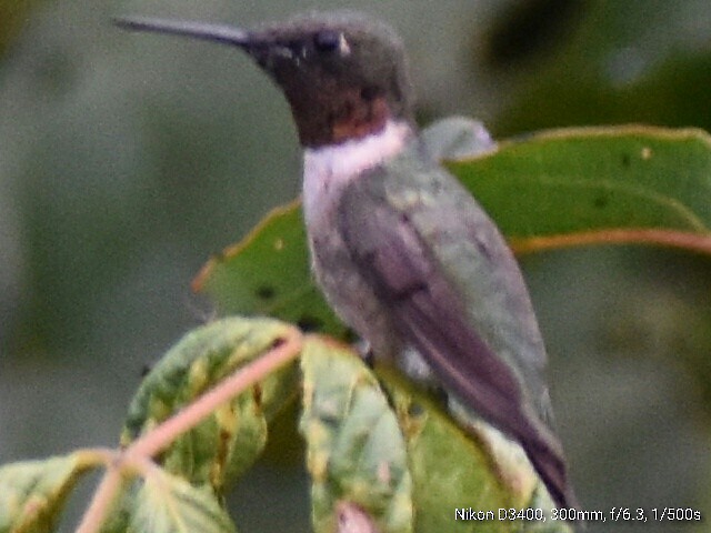Ruby-throated Hummingbird - ML67867221