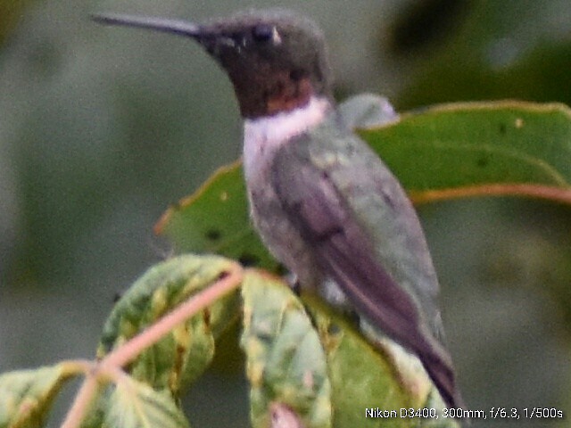 Colibri à gorge rubis - ML67867221