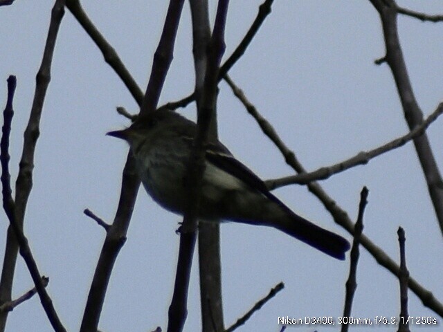 Eastern Wood-Pewee - ML67867421