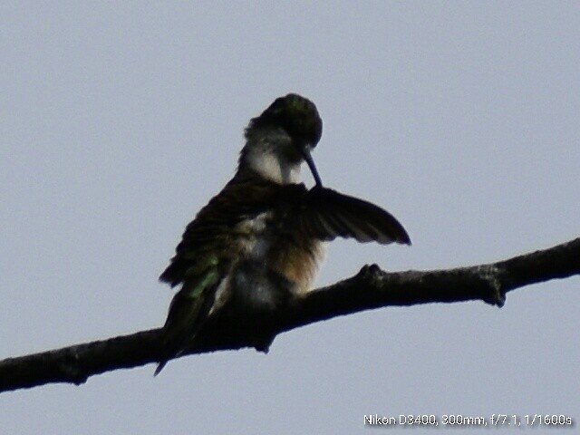 Colibri à gorge rubis - ML67868431