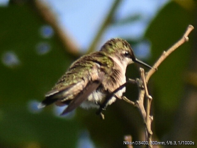 Ruby-throated Hummingbird - ML67869511