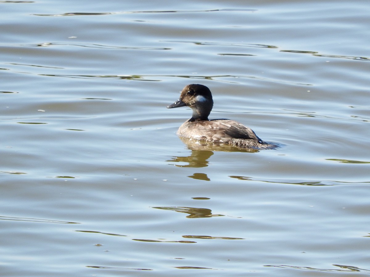 Bufflehead - Christiane Hébert