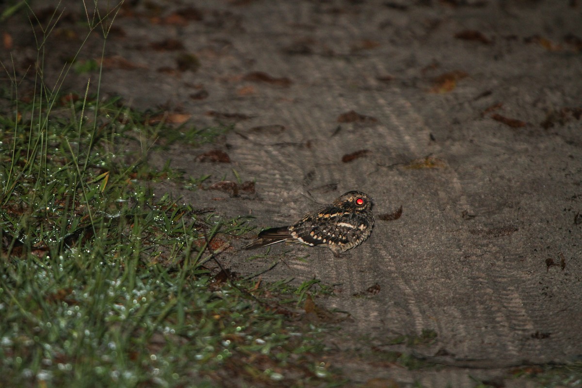 Square-tailed Nightjar - Pam Rasmussen