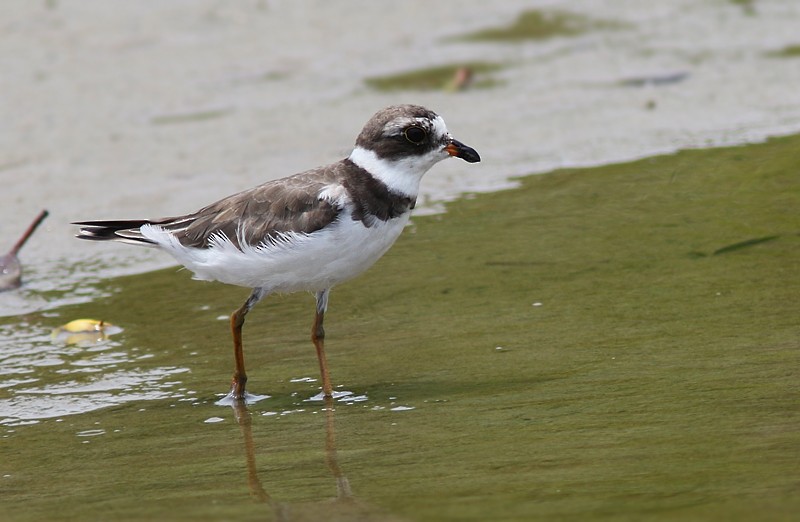 Semipalmated Plover - ML67870971
