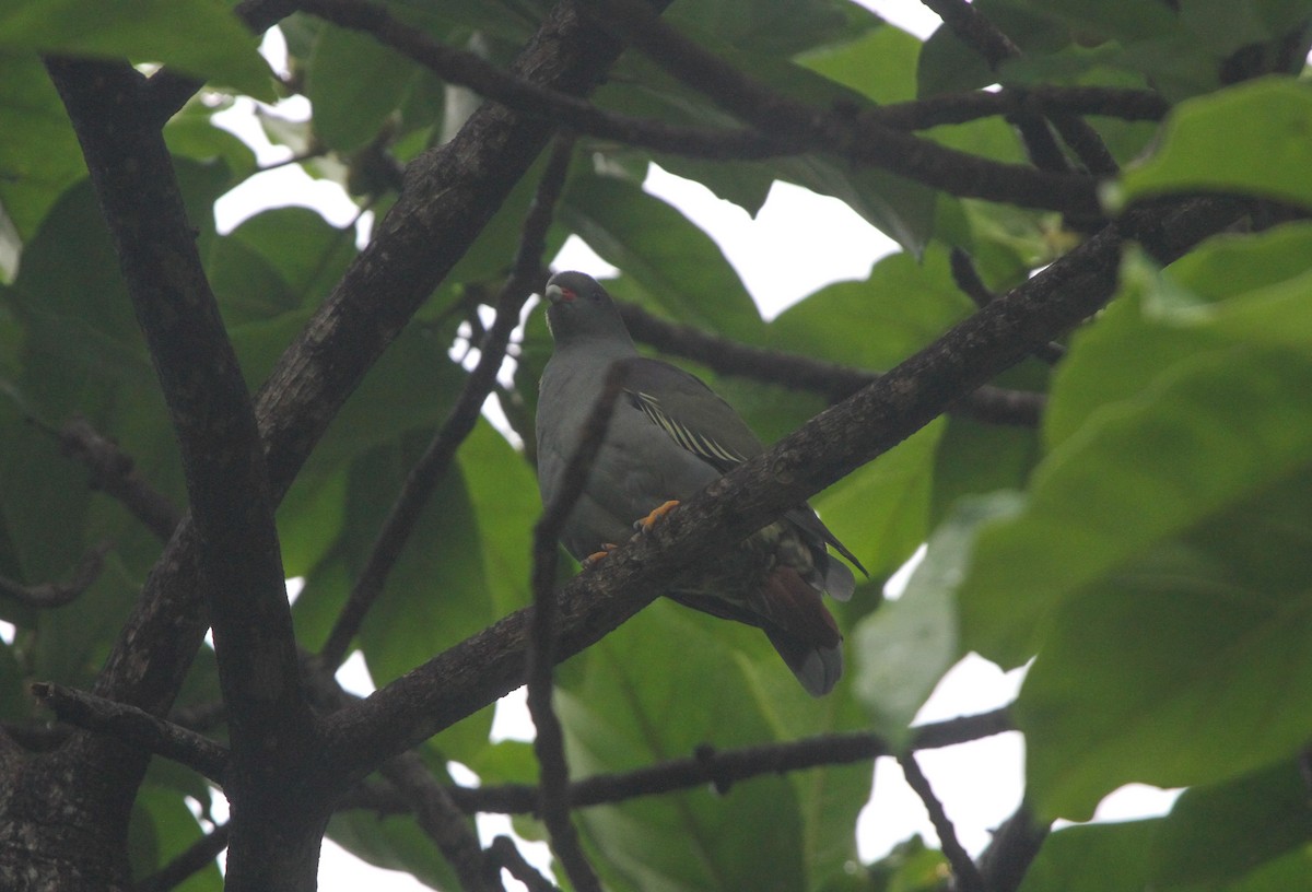 Pemba Green-Pigeon - Pam Rasmussen