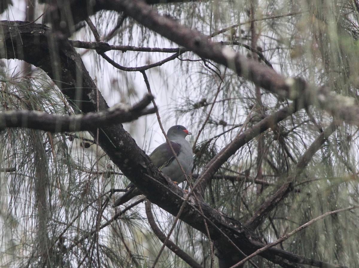 Pemba Green-Pigeon - ML67872391