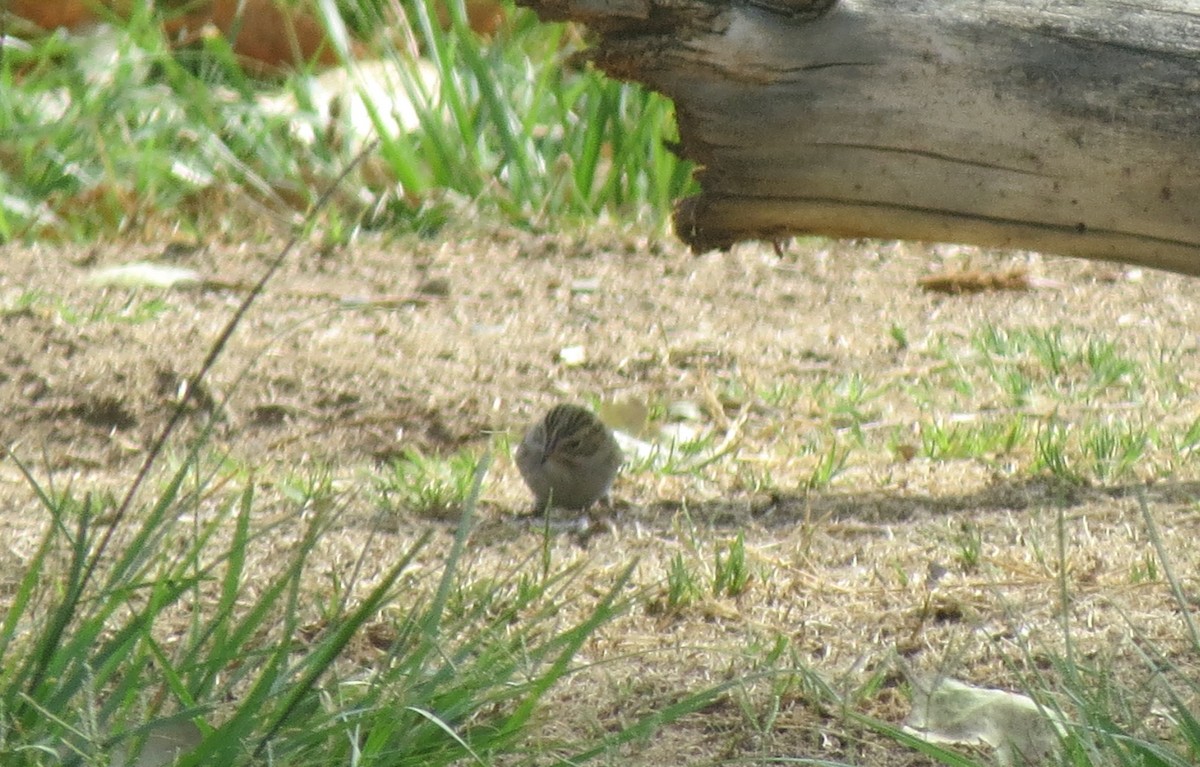 Brewer's Sparrow - ML67873371